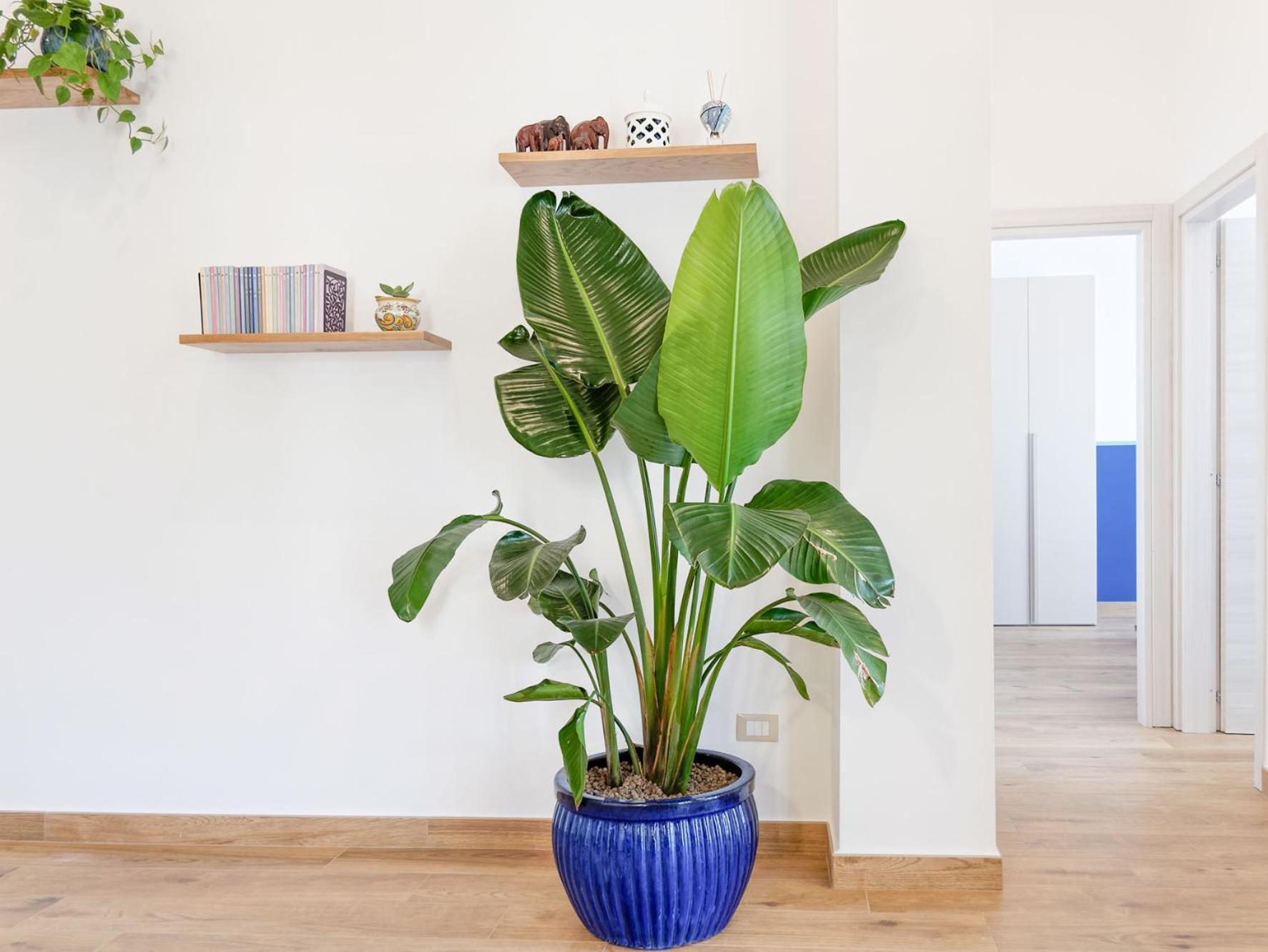 ויקו אקוונסה Susanna Boutique Home מראה חיצוני תמונה
